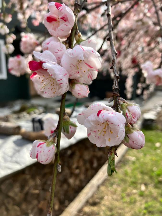 Julian'S English Homestay And Pension Fujimi Esterno foto
